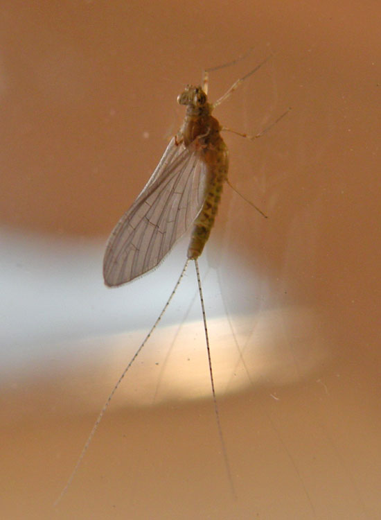 Ecdyonurus sp.